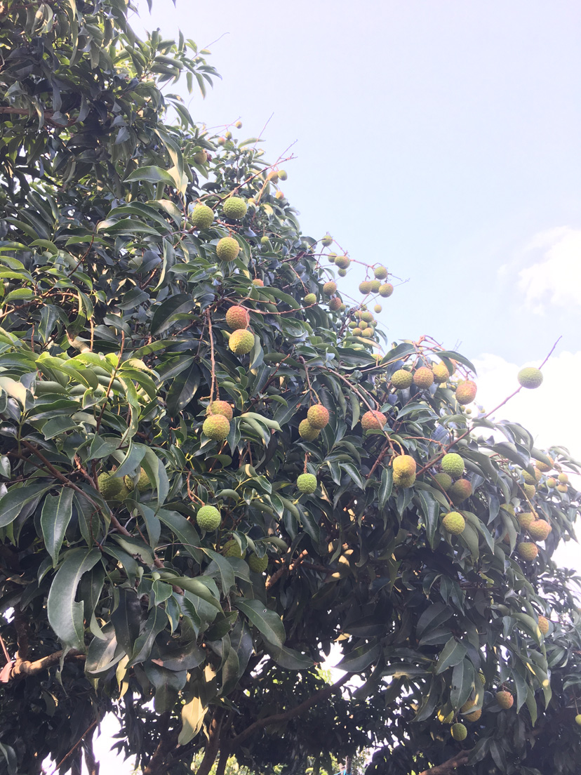 6月份大王洲有什么水果摘？
