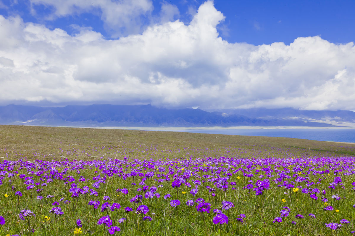 ky开元集团官网_Q1-Q3海关数据曝光：组件企业“走出去”有哪些秘笈？(图1)